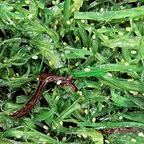 Best Seaweed Salad in Columbus, OH